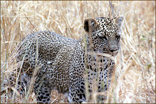Safaris durch die Nationalparks in Tansania
