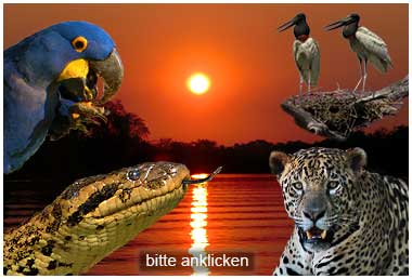 Tiere und Jaguar beobachten im Pantanal