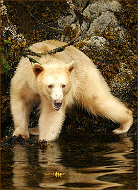 Kermodebären werden auch als Spirit Bears oder Geisterbären bezeichnet