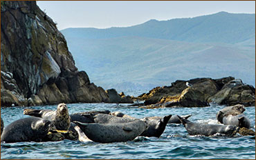 Robben und Wale beobachten in Kanada