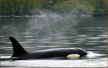 Orca Wale auf Victoria Island