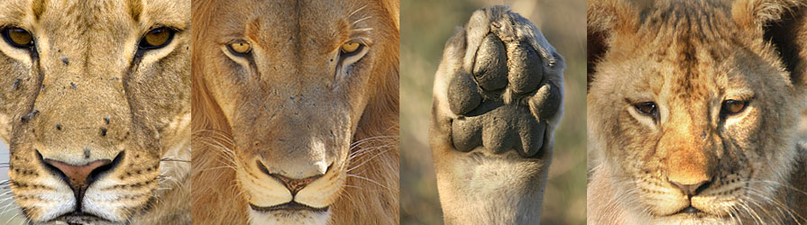 Lion Walk in Sambia und Simbabwe