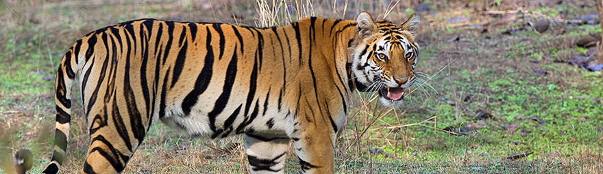 Tiger Safari auf unserer Indien Fotoreise im Ranthambore Nationalpark