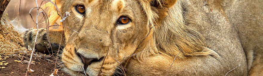 Löwen im Gir Nationalpark fotografieren