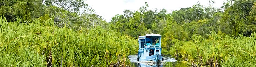 Auf Borneo Bootsfahrt im Regenwald 