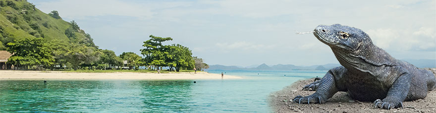 Reise zur Insel Komodo um Komodowarane zu erleben