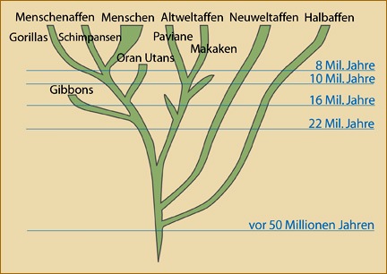 Stammbaum der Primaten 