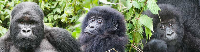 Wanderung zu Berggorillas in Uganda