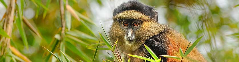 Beobachtung und Wanderung zu Golden Monkeys in Ruanda