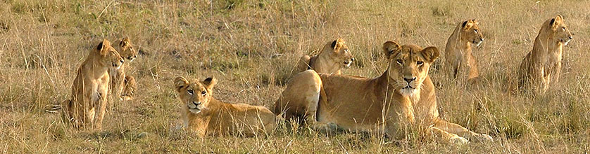 Löwenrudel im Queen Elizabeth Nationalpark in Uganda