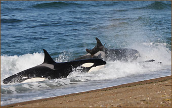 Im März 2009 erlebte unsere Reisegruppe einen Doppelangriff der Orcas