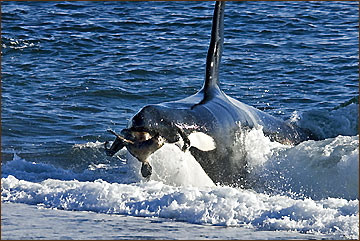 Robbenjagd der Orcawale in Argentinien