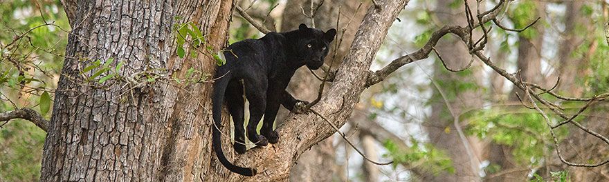 Seltene Panther fotografieren in Indien