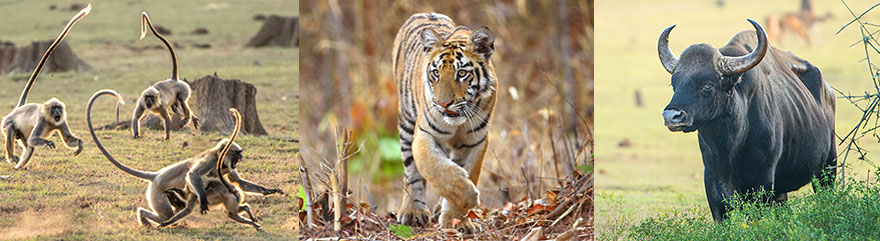 Tiger kurz vor Sonnenuntergang in Kabini