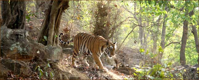 Bengalischer Tiger auf unseren Naturreisen nach Indien - ca. 3000 Tiger leben noch in Indien