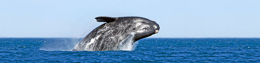 Tagestour nach Hermanus zum Wale beobachten