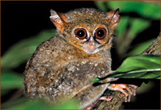 Koboldmaki im Regenwald des Tangkoko Nationalparks von Sulawesi