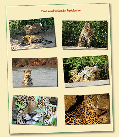 Der Jaguar wird nirgendwo größer als im Pantanal von Brasilien