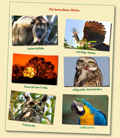 Papageien, Aras, Brüllaffen auf unseren Amazonas Reisen
