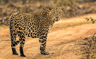 Leopard im Tadoba-Nationalpark - Reiseveranstalter Fauna-Reisen