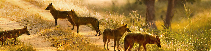 Wildhunde im Pench Nationalpark