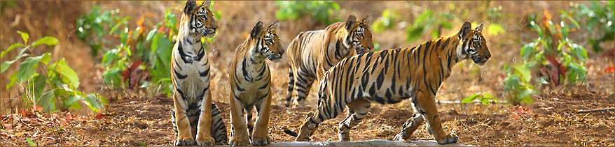 Tiger Babys auf unseren Indien Reisen
