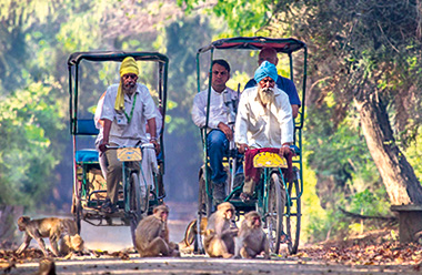 Indien Reisen mit Tiger Safaris