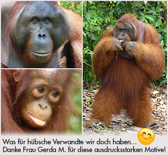 Orang Utans auf Sumatra und Borneo