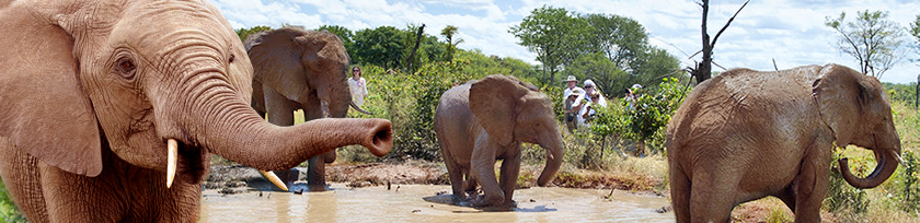 Wanderung mit Elefanten in Afrika