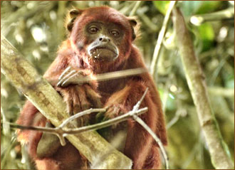 Reisen in den Tambopata Nationalpark