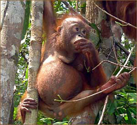 orang utans auf borneo beobachten