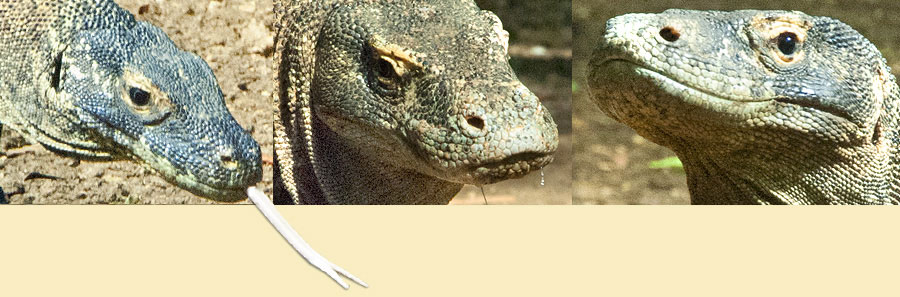 Komodowarane