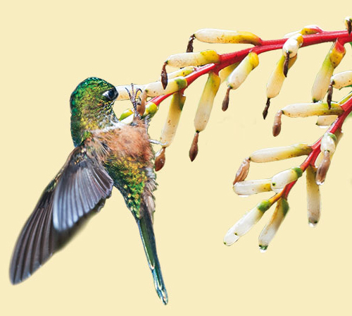 Schwarzkehlmango Kolibri