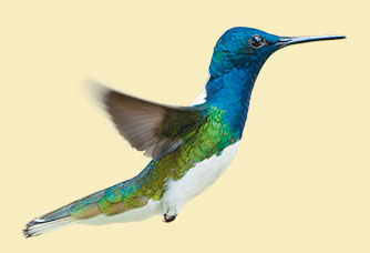 Weissnacken Kolibri