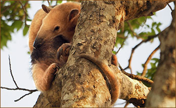 Ein Kleiner Ameisenbär schläft im Baum