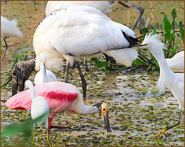 Rosa Loeffler, Waldstorch und Ibis im Teich