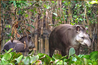 Tapire sind sehr selten und meisst nur bei Safaris mit dem Boot zu sehen Flachlandtapir im Wasser