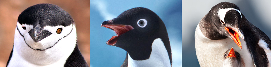 v.l. Zügelpinguin, Adeliepinguin und Eselspinguine. Letztere sind mit bis zu 36 km/h unter Wasser die schnellsten aller 17 Pinguinarten Nach Königspinguin und Kaiserpinguin ist der Eselspinguin mit bis zu 90 cm Körperhöhe der drittgrößte Pinguin