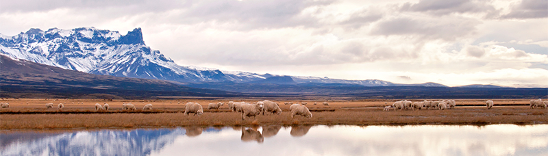 Guanako-Herde am am Paines-Fluss im Chile 