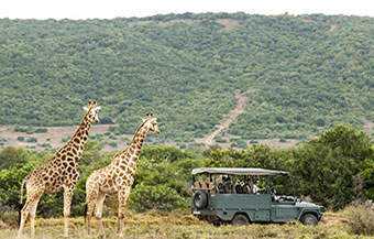 Giraffen auf Safari