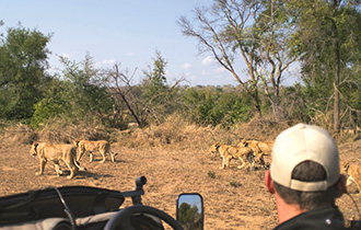 Loewenrudel auf Safari