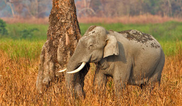 Asiatischer Elefant im Kanha Nationalpark