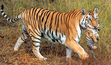 Tigerin mit 3 Monate alten Baby im Pench Nationalpark