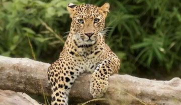 Leopard auf einer privaten Safari im Tadoba
