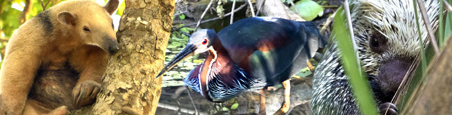 Viele Tiere im Pantanal wurden dieses Jahr von unseren Kunden fotografiert