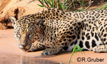 Wasser trinkender Jaguar am Cuiaba Fluss im Pantanal
