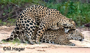 2 Jaguare bei der Paarung 
