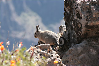 Schlucht des Colca Canyon 