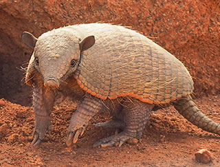 Gürteltier vor seinem Bau im Pantanal