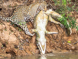 Jaguar im Pantanal hat einen Kaiman erbeutet